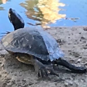 Meet your Posher, Jezelle